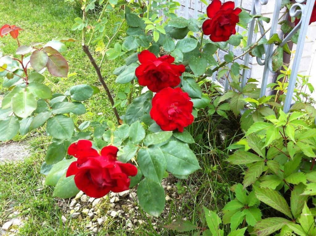 B&B Cherry En Rose Lezzeno Luaran gambar